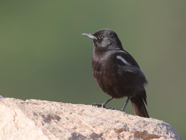 <h3><a href="/trips/tanzania/biota/animalia/chordata/aves/040 passeriformes/108 muscicapidae/myrmecocichla nigra/myrmecocichla nigra-nl.html">Myrmecocichla&nbsp;nigra</a> / Sooty&nbsp;chat / Zwarte&nbsp;miertapuit</h3>OM-1 Mark II met OLYMPUS M.150-400mm F4.5, 1/2000 sec  bij F4.5, ISO 800, afstand 11.5&nbsp;m